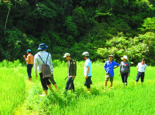  Chủ tịch UBND xã An Toàn đang hướng dẫn kỹ thuật trồng lúa lai cho bà con nhân dân